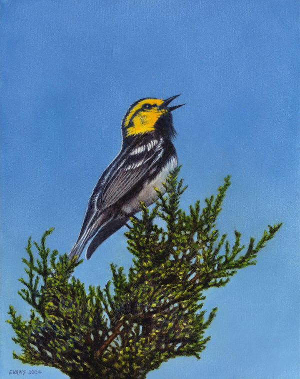 Golden Cheeked Warbler, 2024